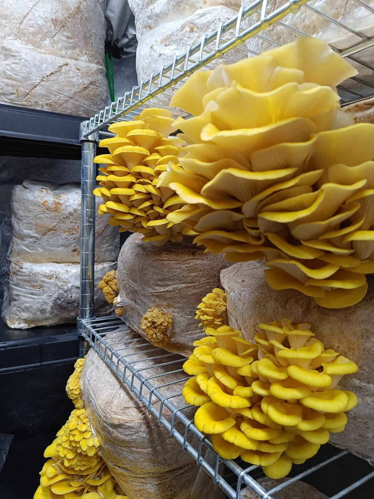 Kit Culture Pleurotes Jaunes Minichamp 3L - Cultive Tes Champignons à La Maison Facilement