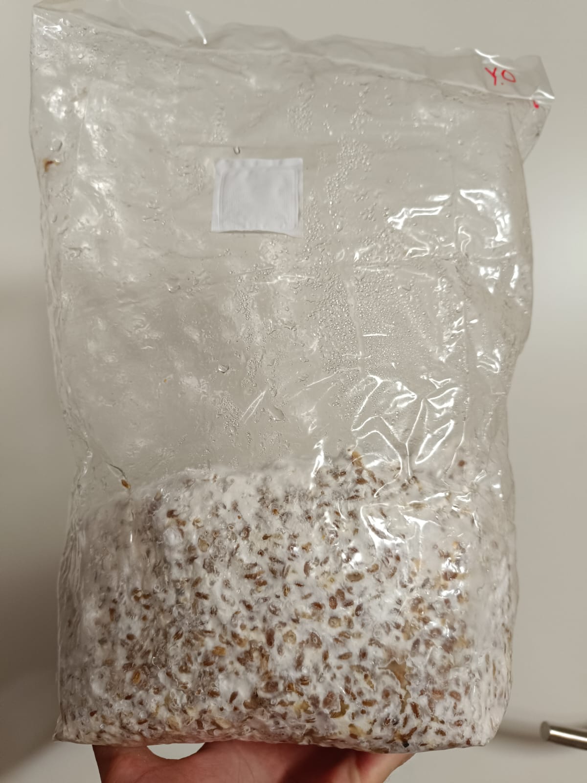 Transferring Spawn Bag to Bulk Substrate